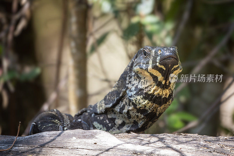 花边监视器巨蜥(Varanus varius)